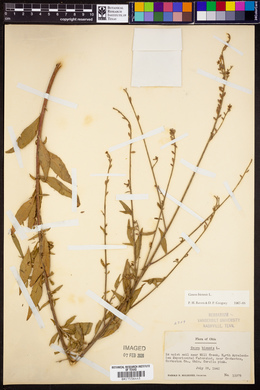 Oenothera gaura image
