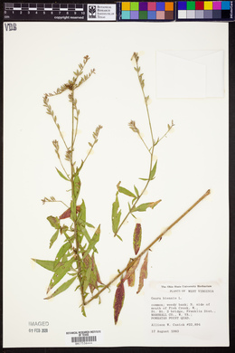 Oenothera gaura image