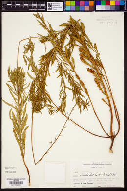 Oenothera sinuosa image