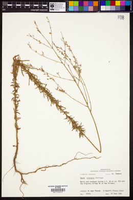 Oenothera sinuosa image