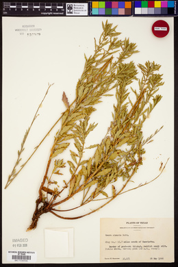 Oenothera sinuosa image