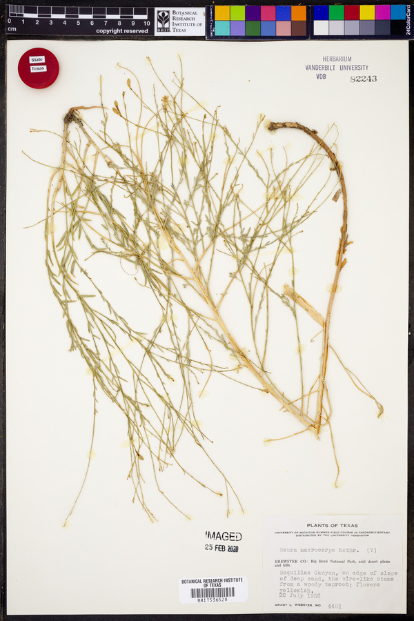 Gaura macrocarpa image