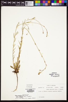 Gaura hexandra image