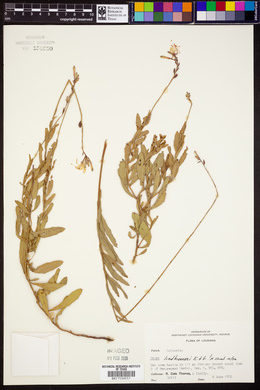 Oenothera lindheimeri image
