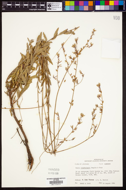 Oenothera lindheimeri image