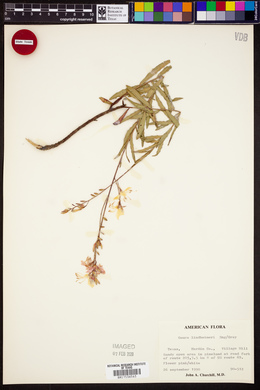 Oenothera lindheimeri image