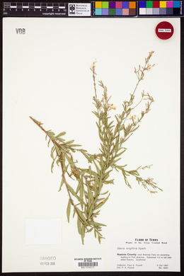 Oenothera filiformis image