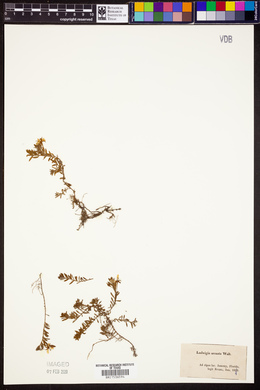 Ludwigia arcuata image