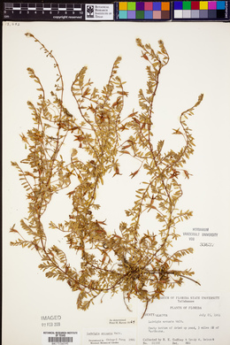 Ludwigia arcuata image