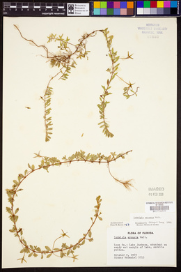 Ludwigia arcuata image
