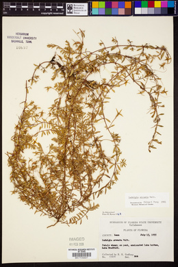 Ludwigia arcuata image