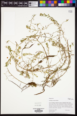 Ludwigia arcuata image