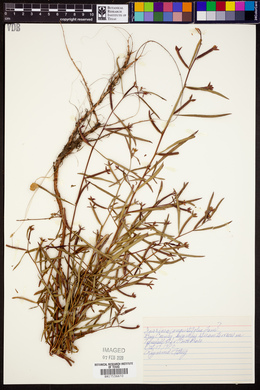 Ludwigia octovalvis subsp. octovalvis image