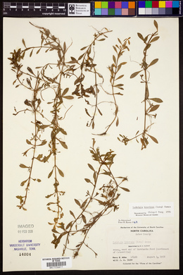 Ludwigia brevipes image