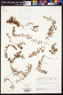 Ludwigia brevipes image