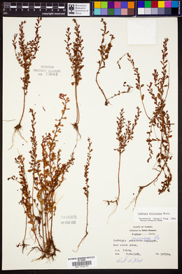 Ludwigia microcarpa image