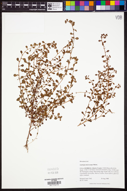 Ludwigia microcarpa image