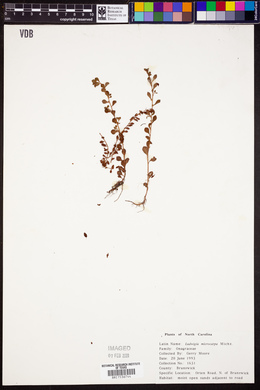 Ludwigia microcarpa image