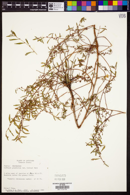 Ludwigia glandulosa var. torreyi image
