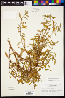Ludwigia glandulosa image