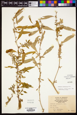 Ludwigia glandulosa image