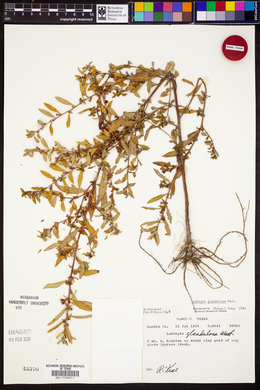 Ludwigia glandulosa image