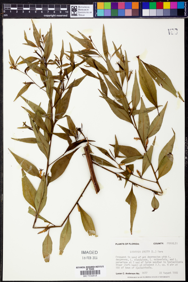 Ludwigia erecta image