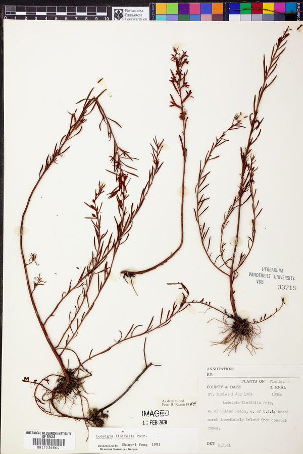 Ludwigia linifolia image