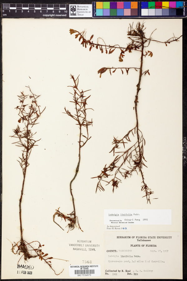 Ludwigia linifolia image