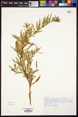 Ludwigia polycarpa image