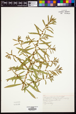 Ludwigia polycarpa image