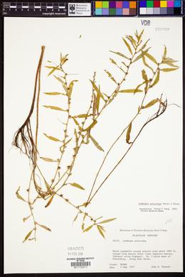 Ludwigia polycarpa image