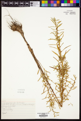 Ludwigia polycarpa image