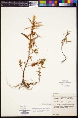 Ludwigia polycarpa image