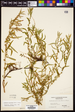 Ludwigia polycarpa image