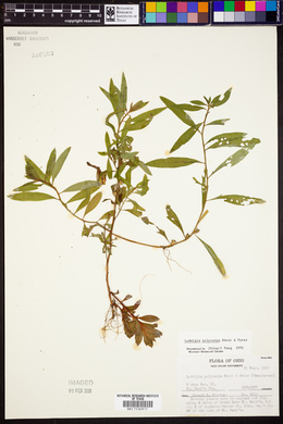 Ludwigia polycarpa image