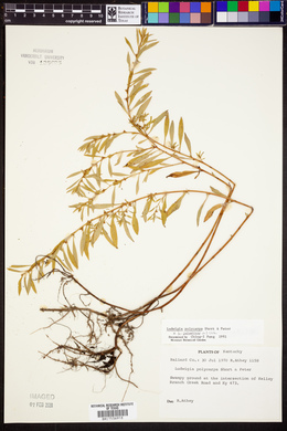 Ludwigia polycarpa image