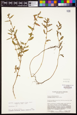 Ludwigia ravenii image