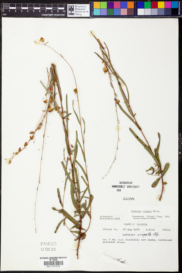 Ludwigia virgata image