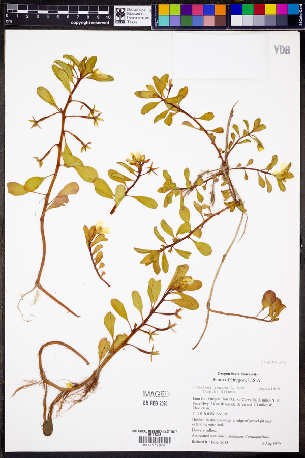 Ludwigia peploides subsp. peploides image