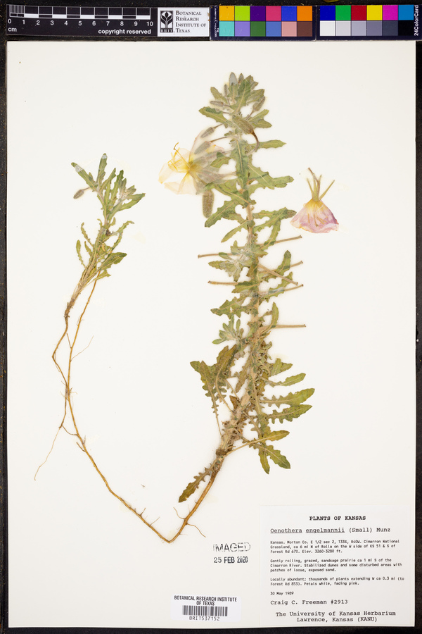 Oenothera engelmannii image