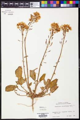 Oenothera cruciformis image