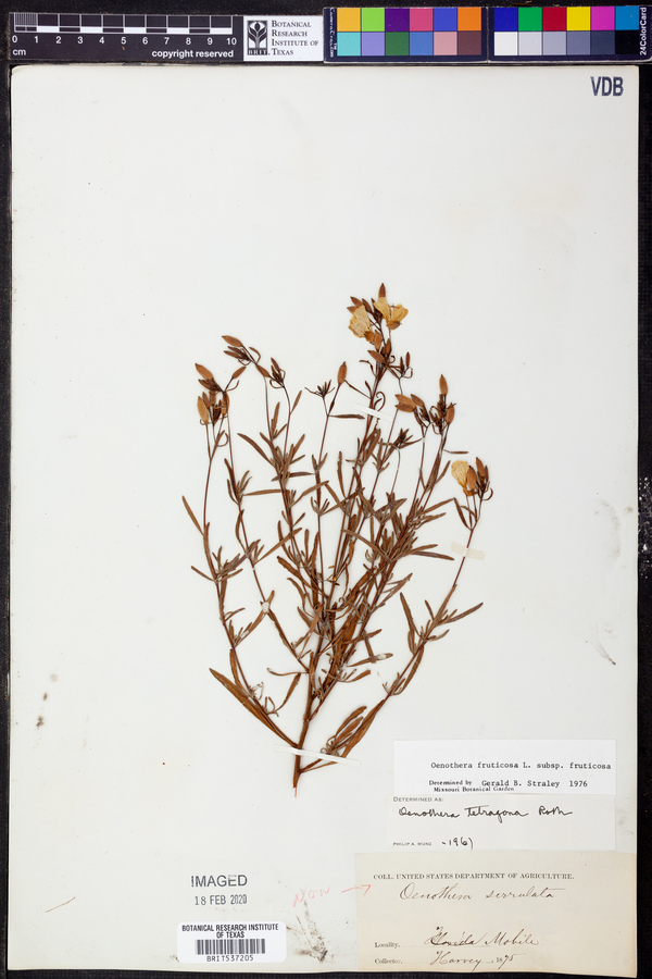 Oenothera fruticosa subsp. fruticosa image