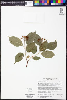 Cornus drummondii image