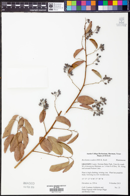 Berchemia scandens image