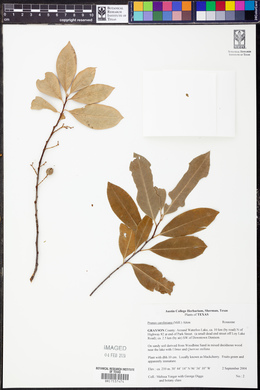 Prunus caroliniana image