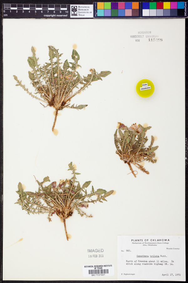 Oenothera triloba image