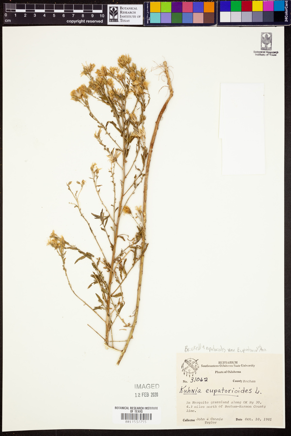 Brickellia eupatorioides var. eupatorioides image