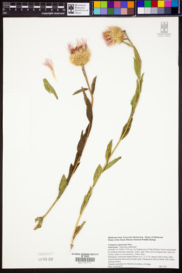 Erba Cespuglio Erba Margerite Arte Pianta dekopflanze 56 cm ungetopft 185819 f21 