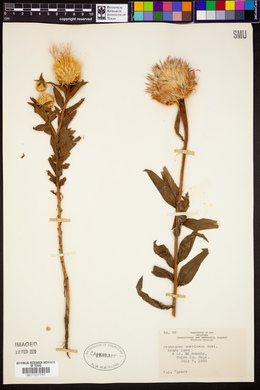 Centaurea americana image